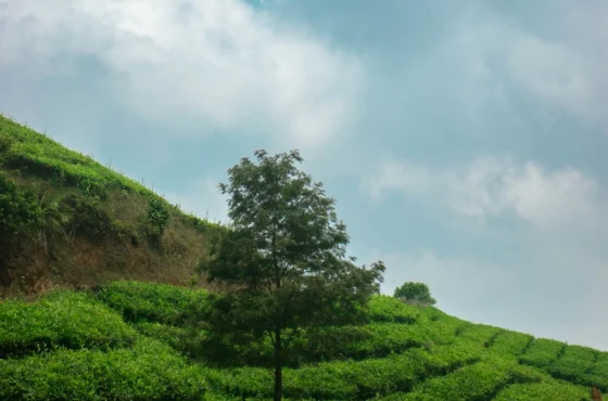 Ooty – Mysore – Coorg Tour Package | 5 Days 4 Nights South India Package | SD Holidays