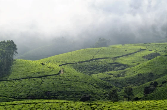 Munnar – Vagamon – Alleppey Tour Package | 5 Days 4 Nights Kerala Package | SD Holidays