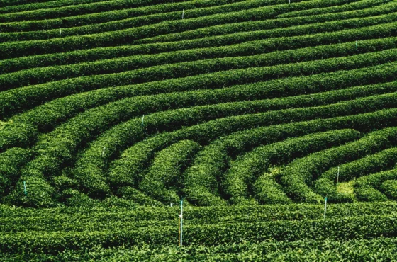 Munnar Tour Package | 3 Days 2 Nights Munnar Holiday Package | SD Holidays